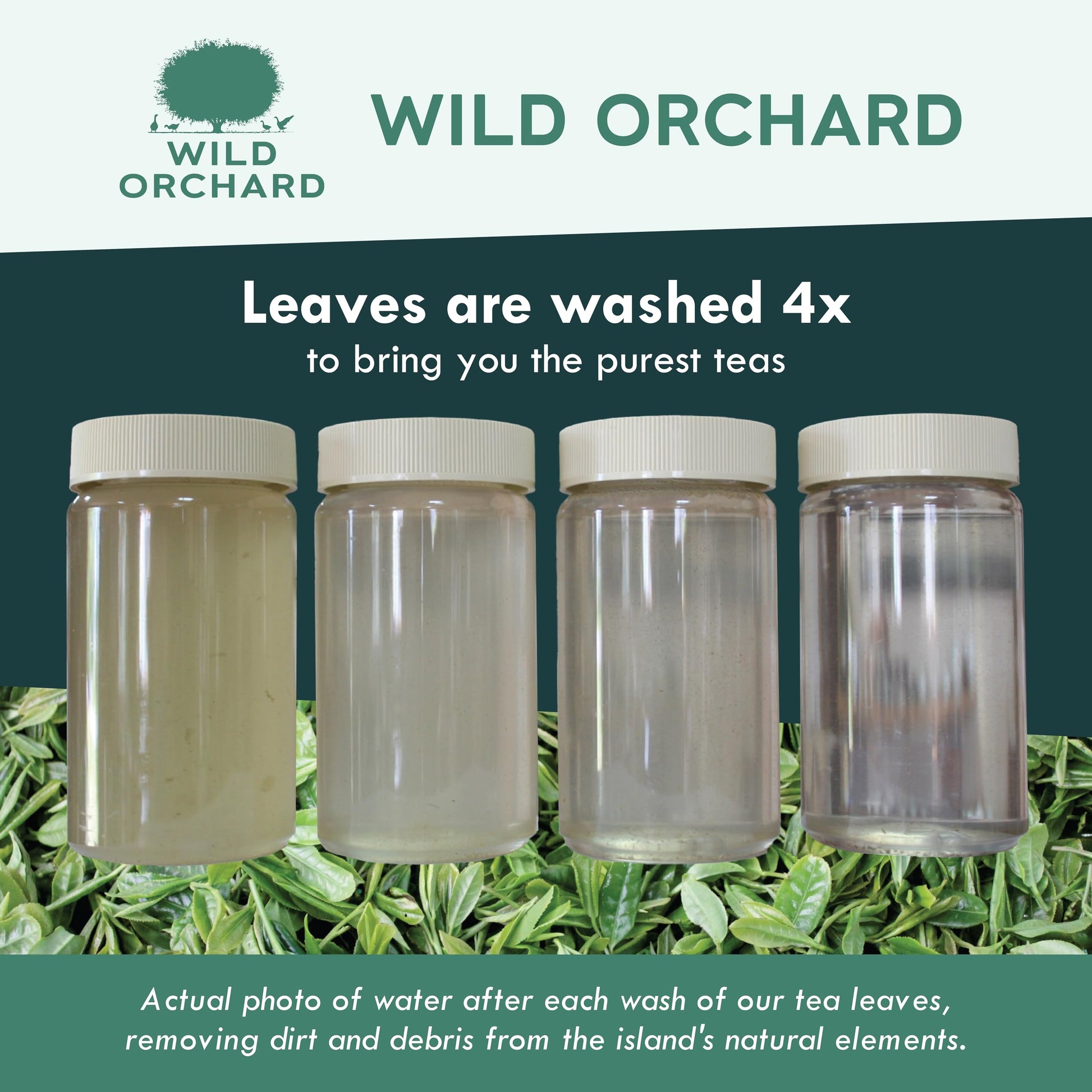 premium-cold-brew-coffee-wild-orchard