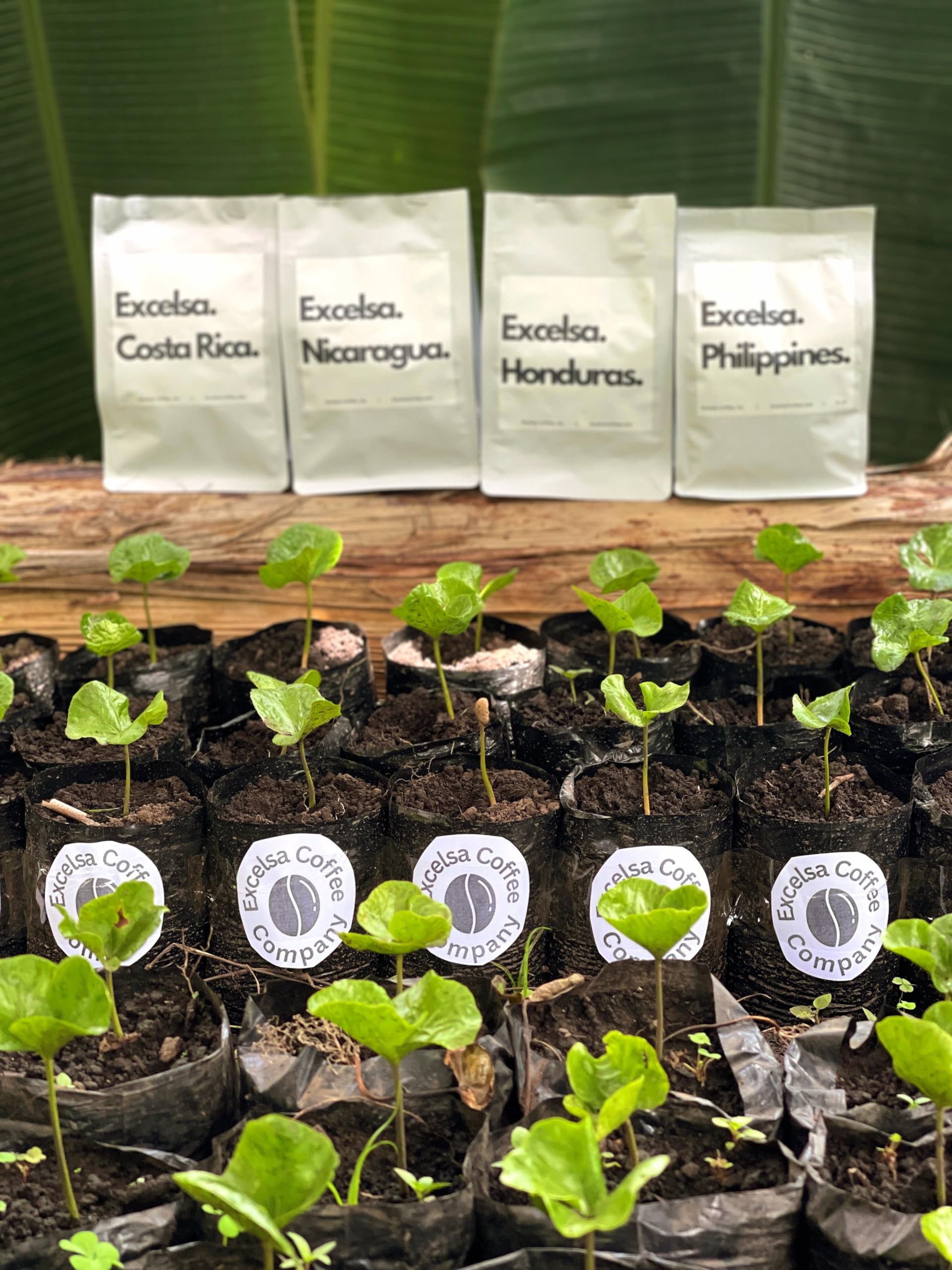 easy-to-brew-whole-beans