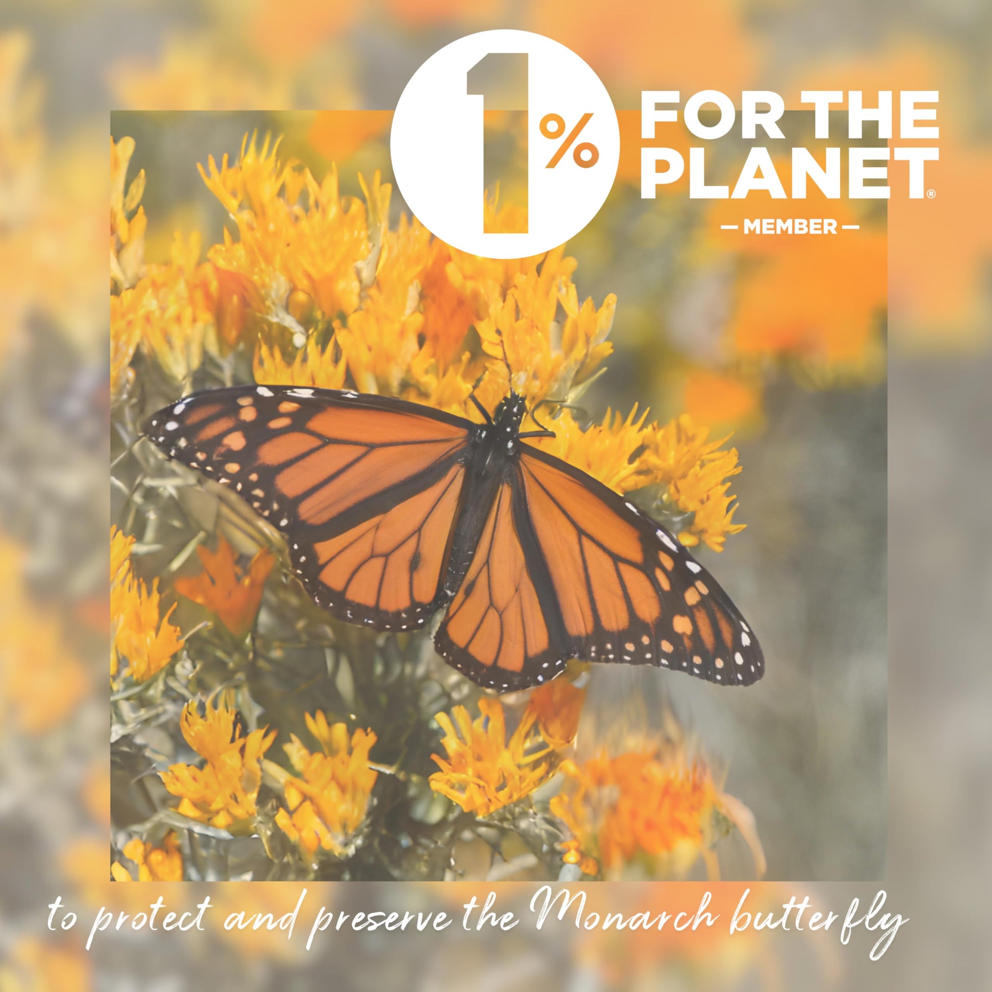 smooth-bold-flavor-instant-coffee