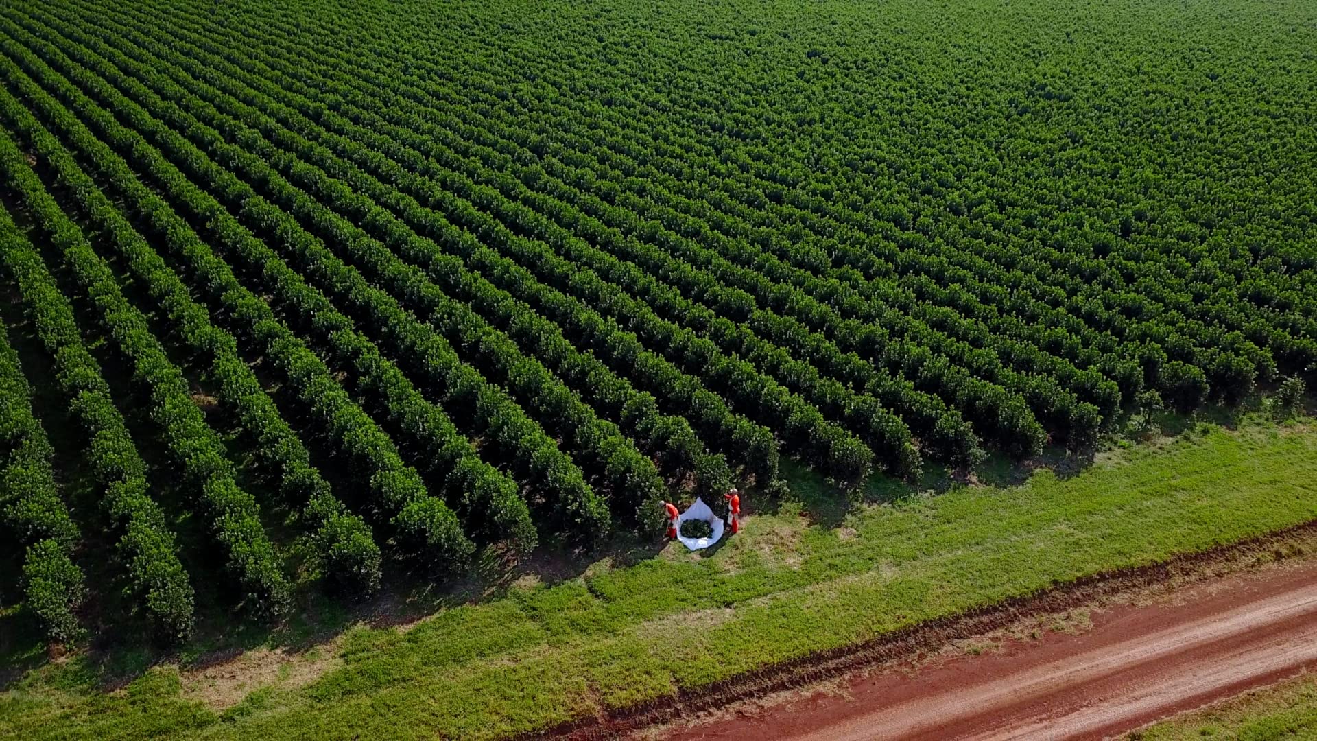 easy-to-brew-green-tea