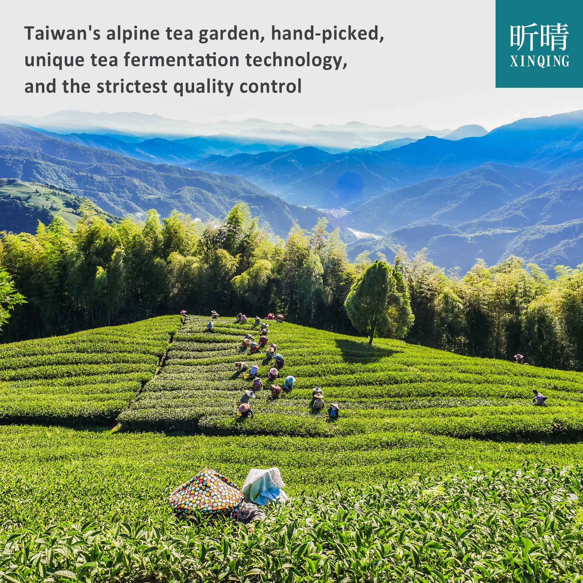 top-rated-green-tea-xinqing