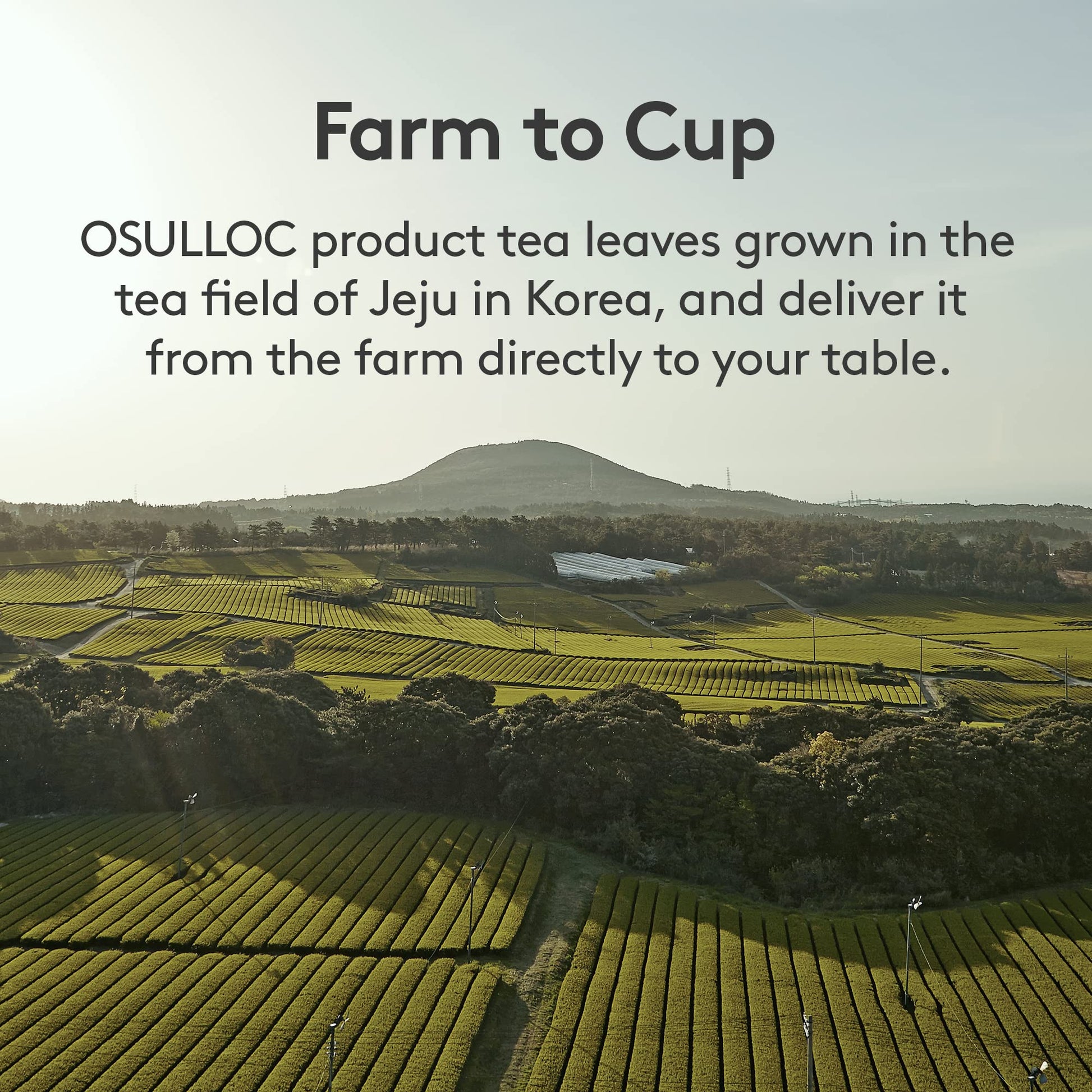 top-rated-rooibos-tea-osulloc