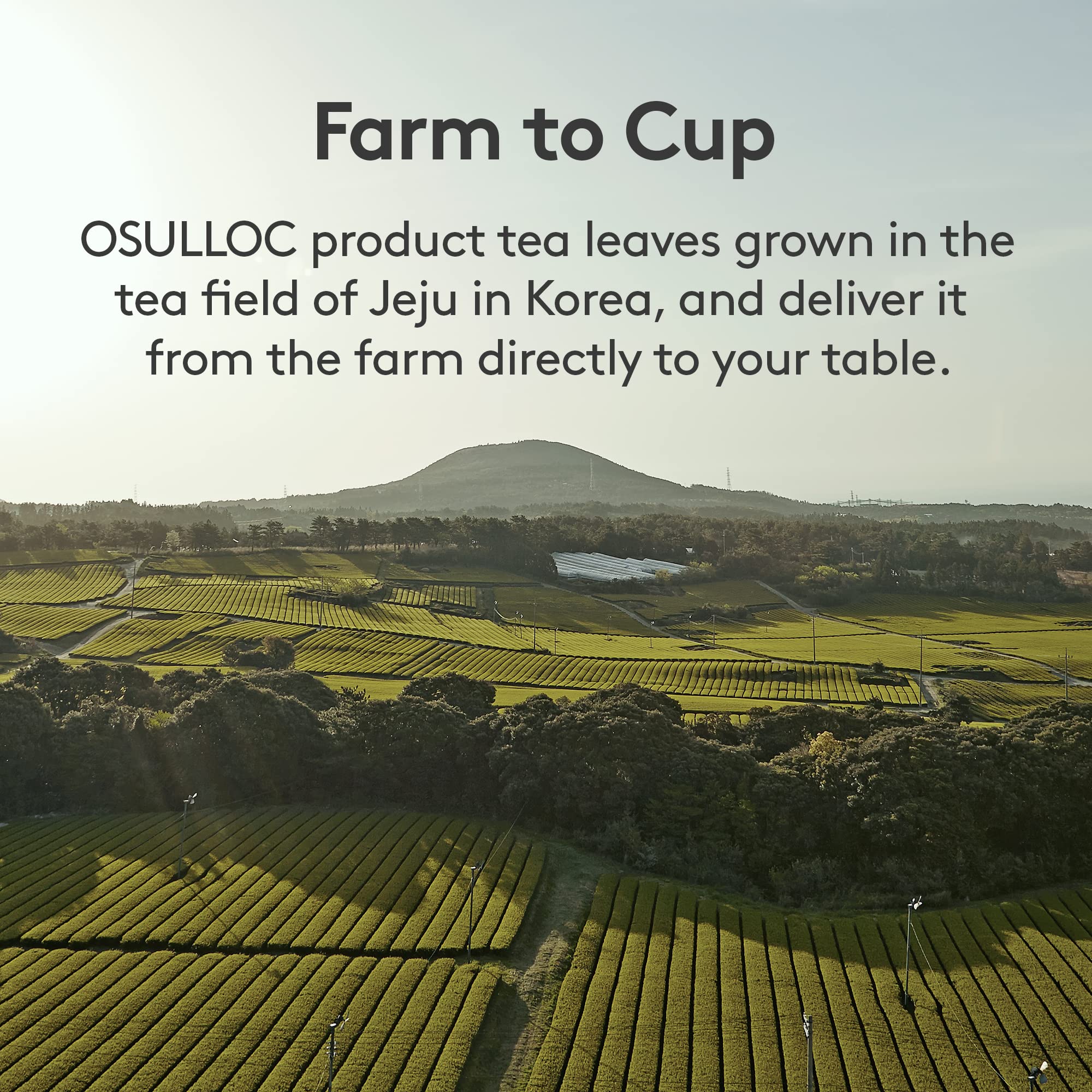 top-rated-rooibos-tea-osulloc