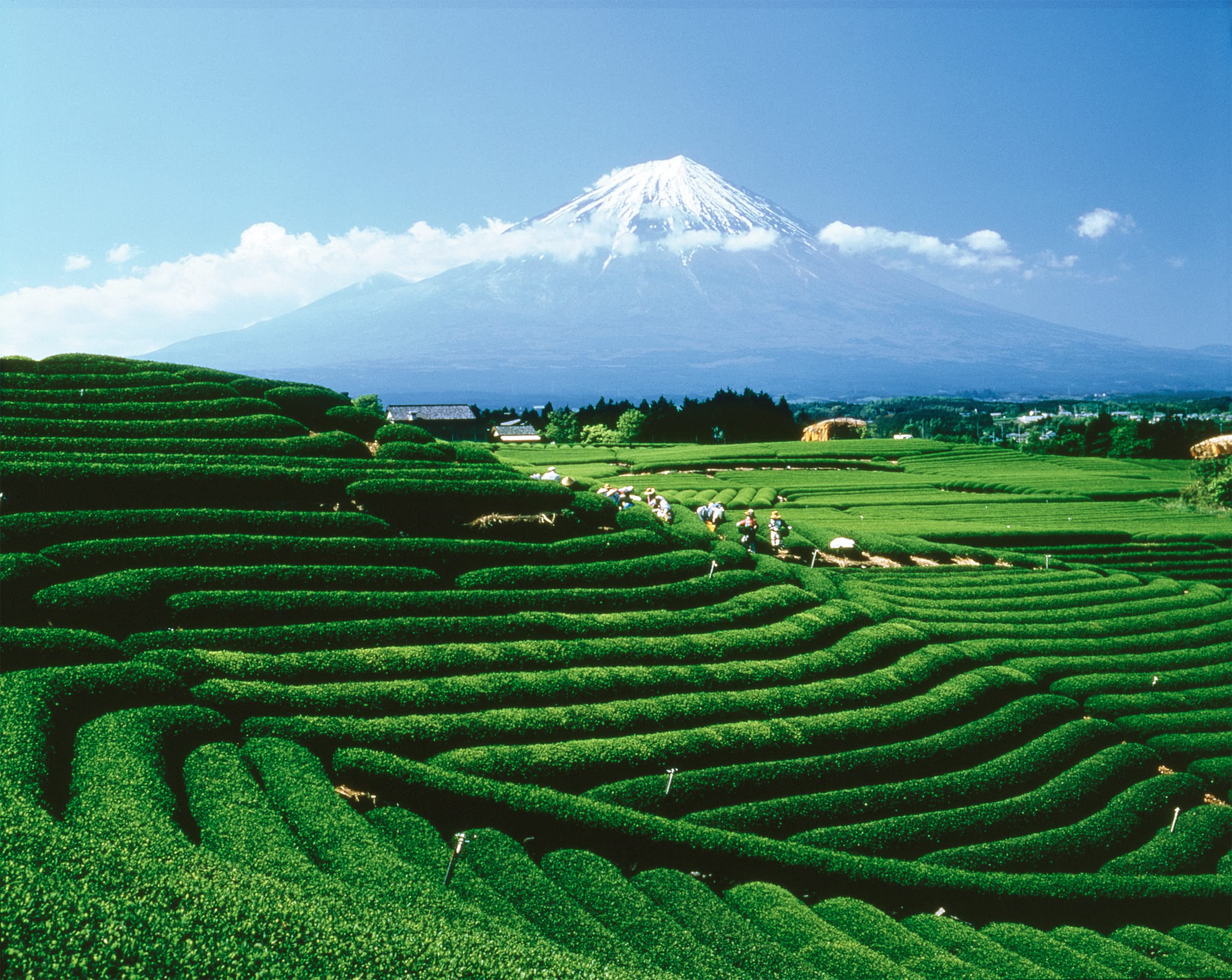 convenient-rooibos-tea-multi-serve