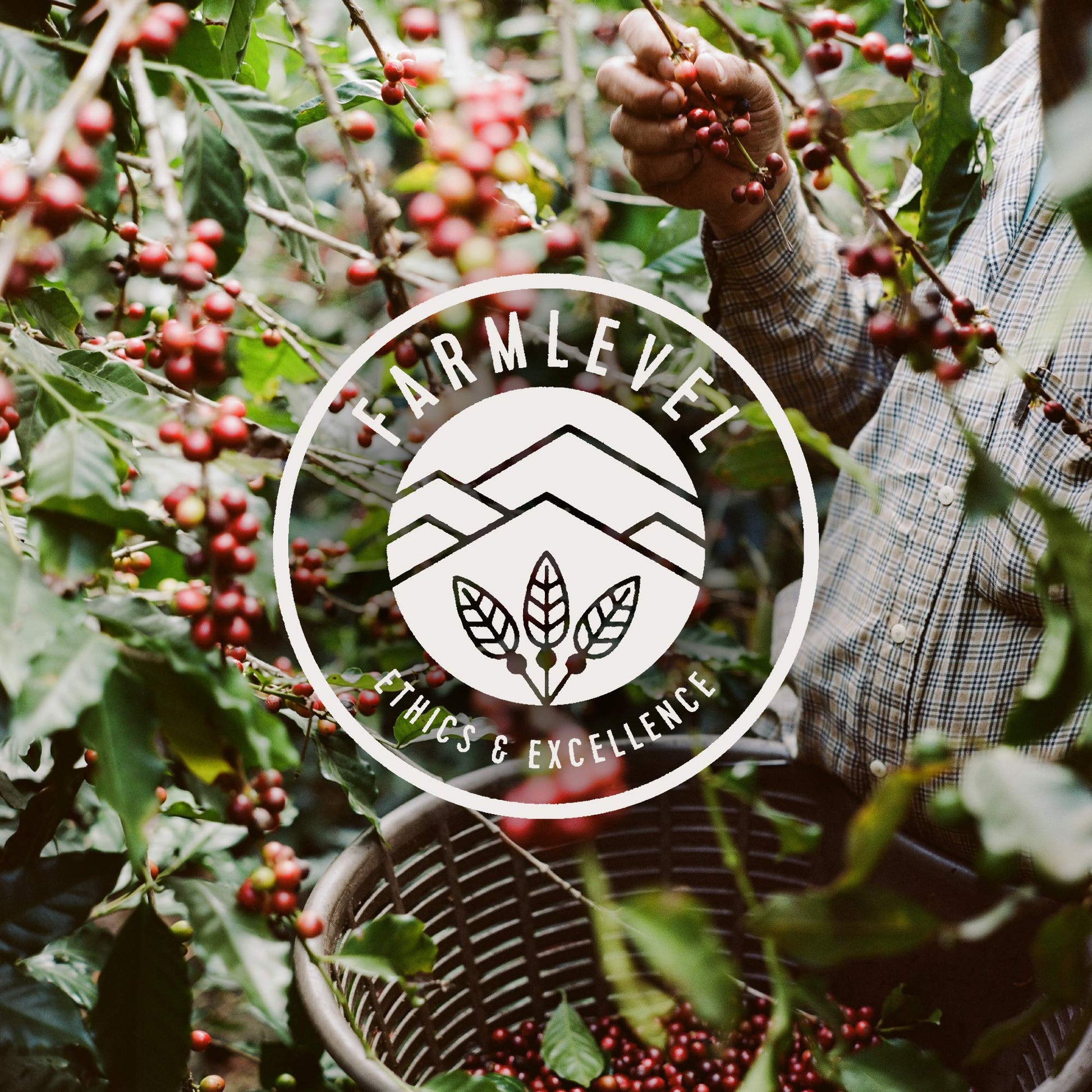 easy-to-brew-whole-beans