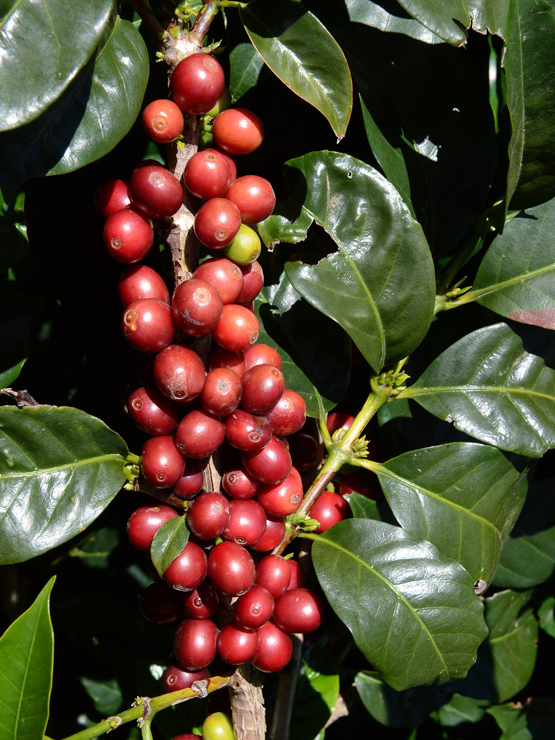 easy-to-brew-ground-coffee