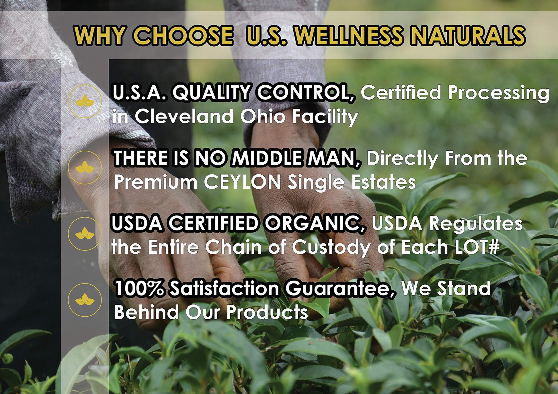 top-rated-black-tea-u-s-wellness-naturals