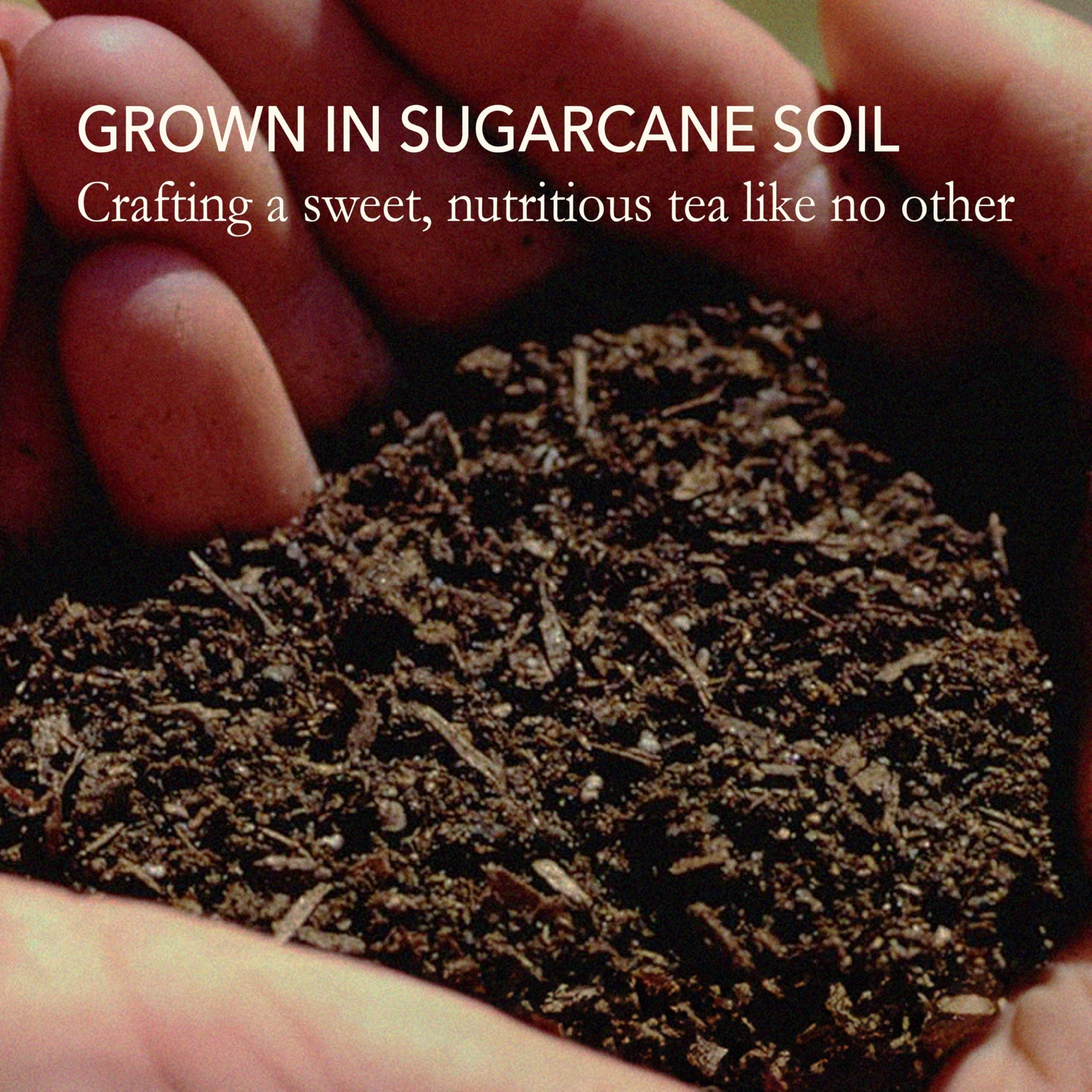 top-rated-green-tea-japanese-green-tea-co