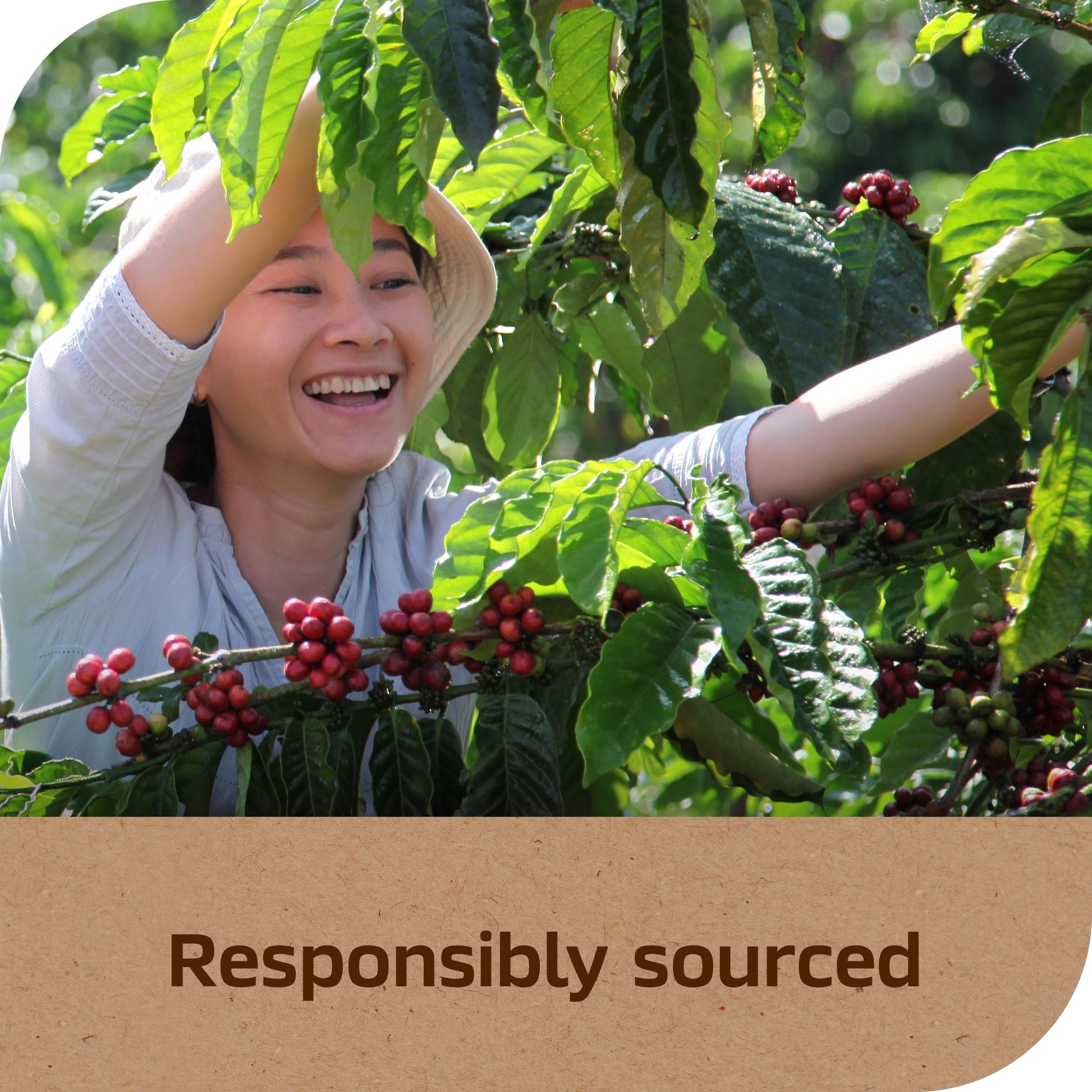 top-rated-instant-coffee-taster-s-choice