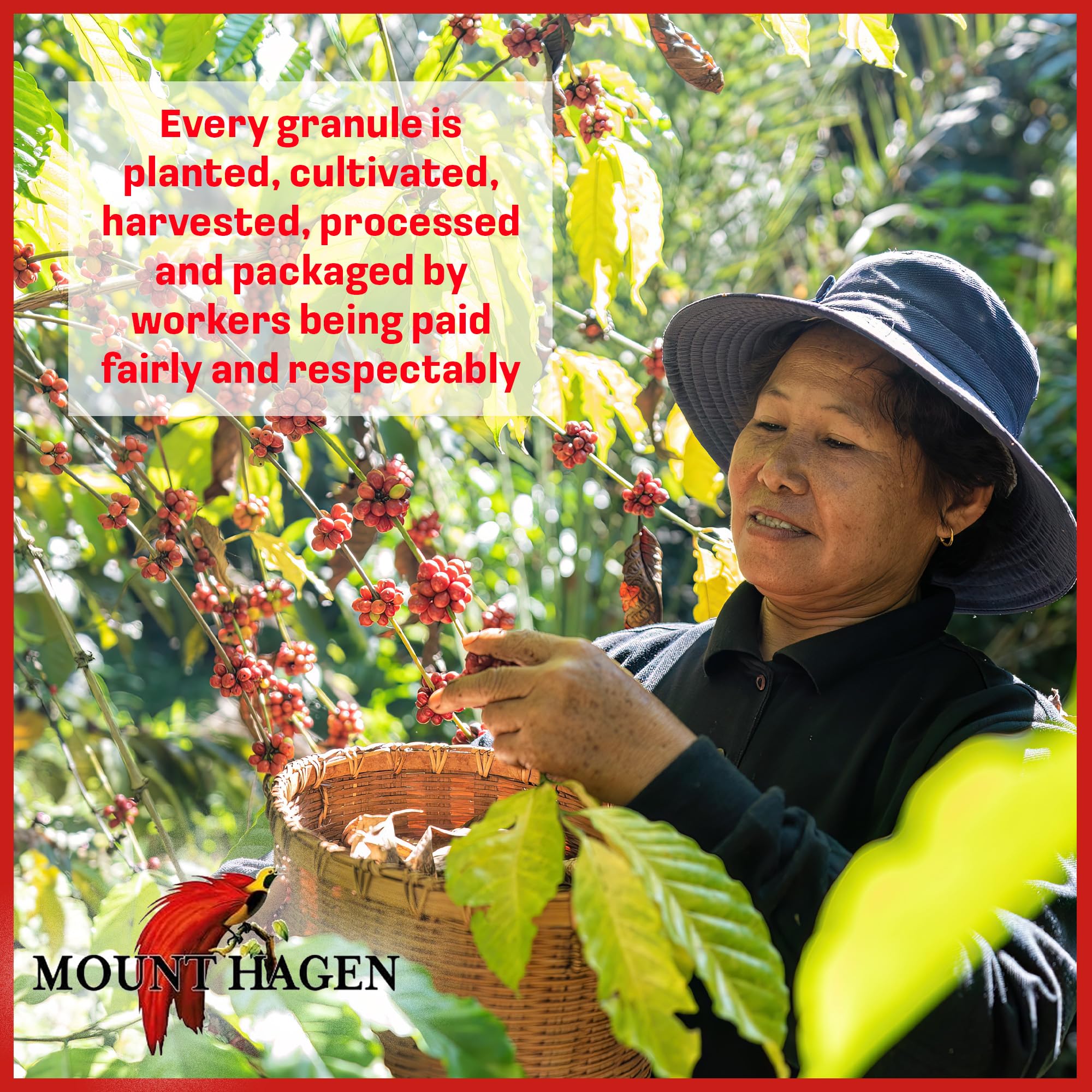 top-rated-decaf-coffee-mount-hagen