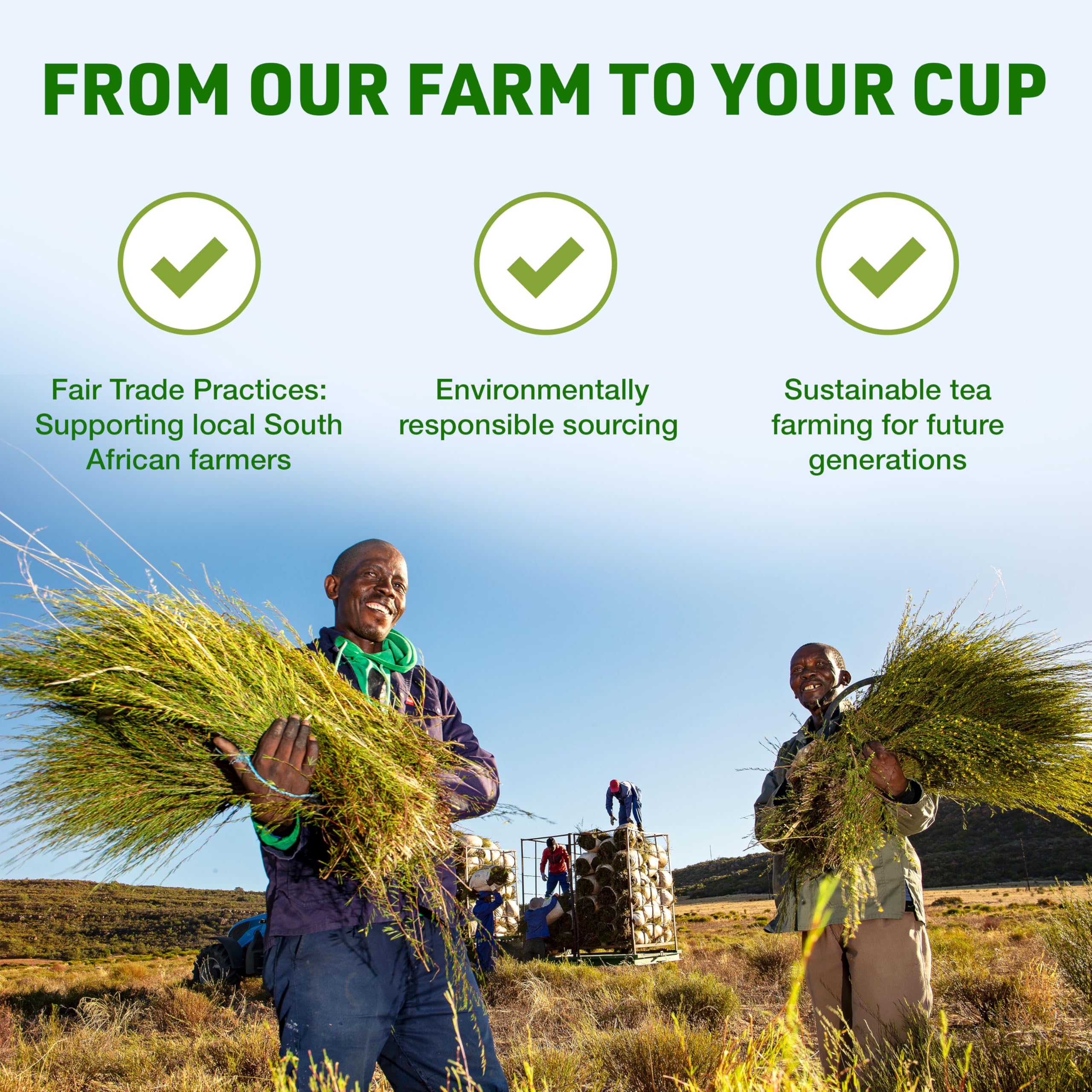 smooth-bold-flavor-green-tea