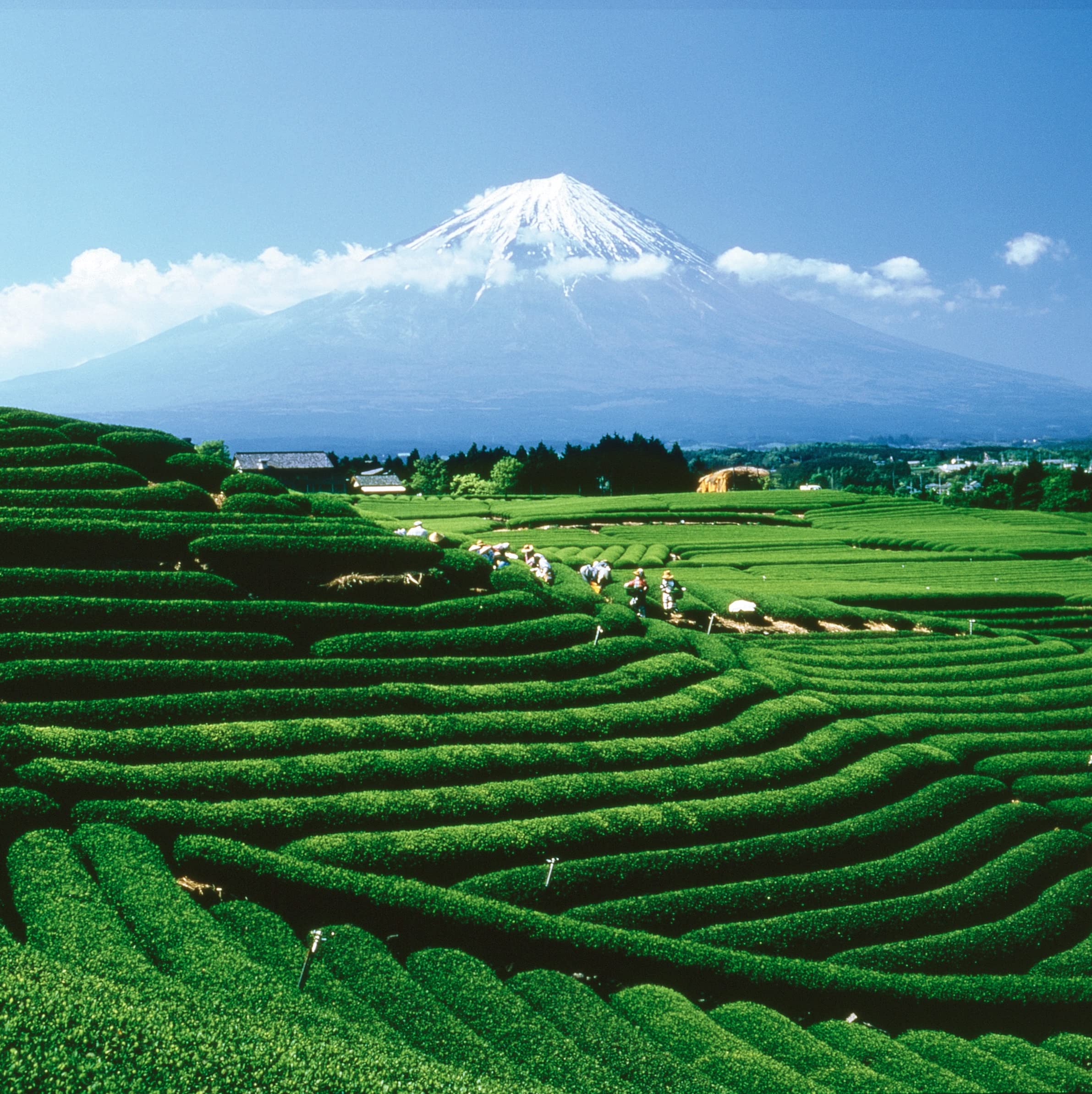 convenient-rooibos-tea-multi-serve