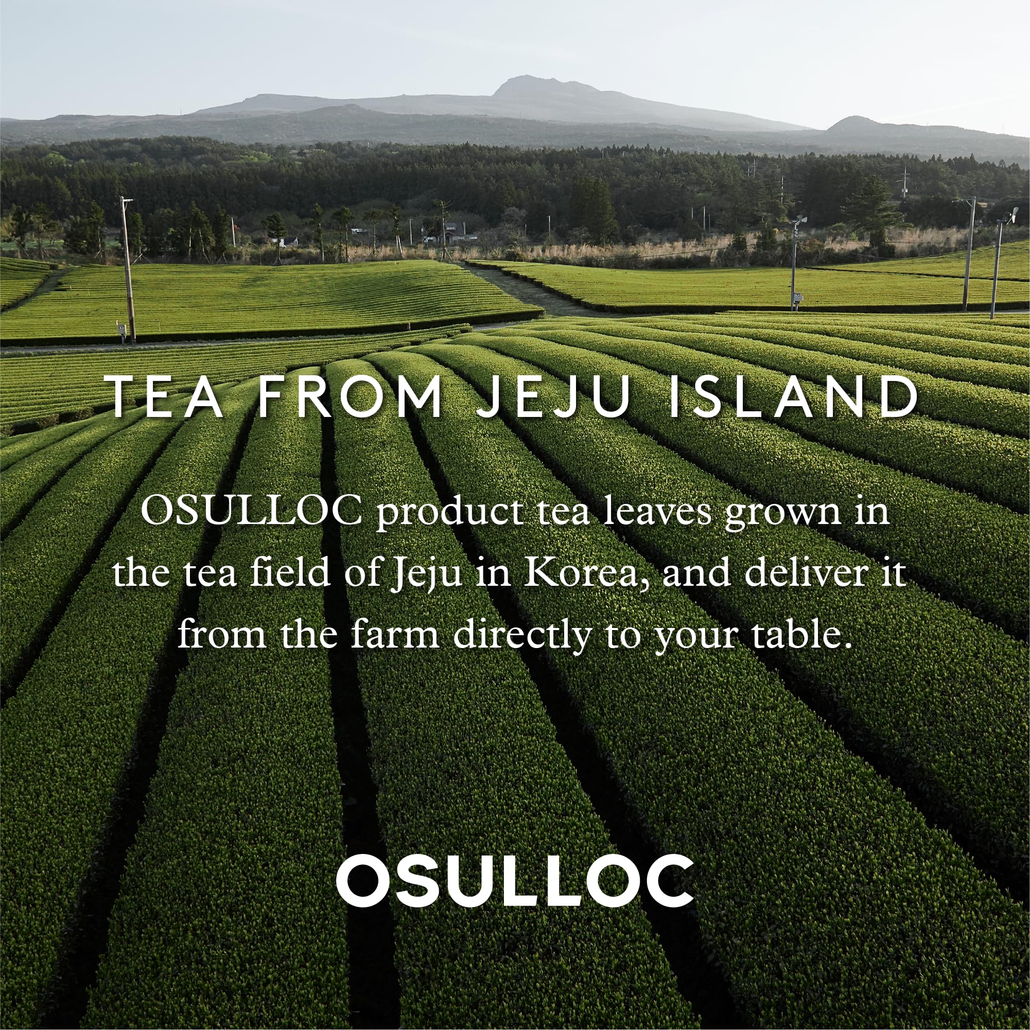 top-rated-black-tea-osulloc