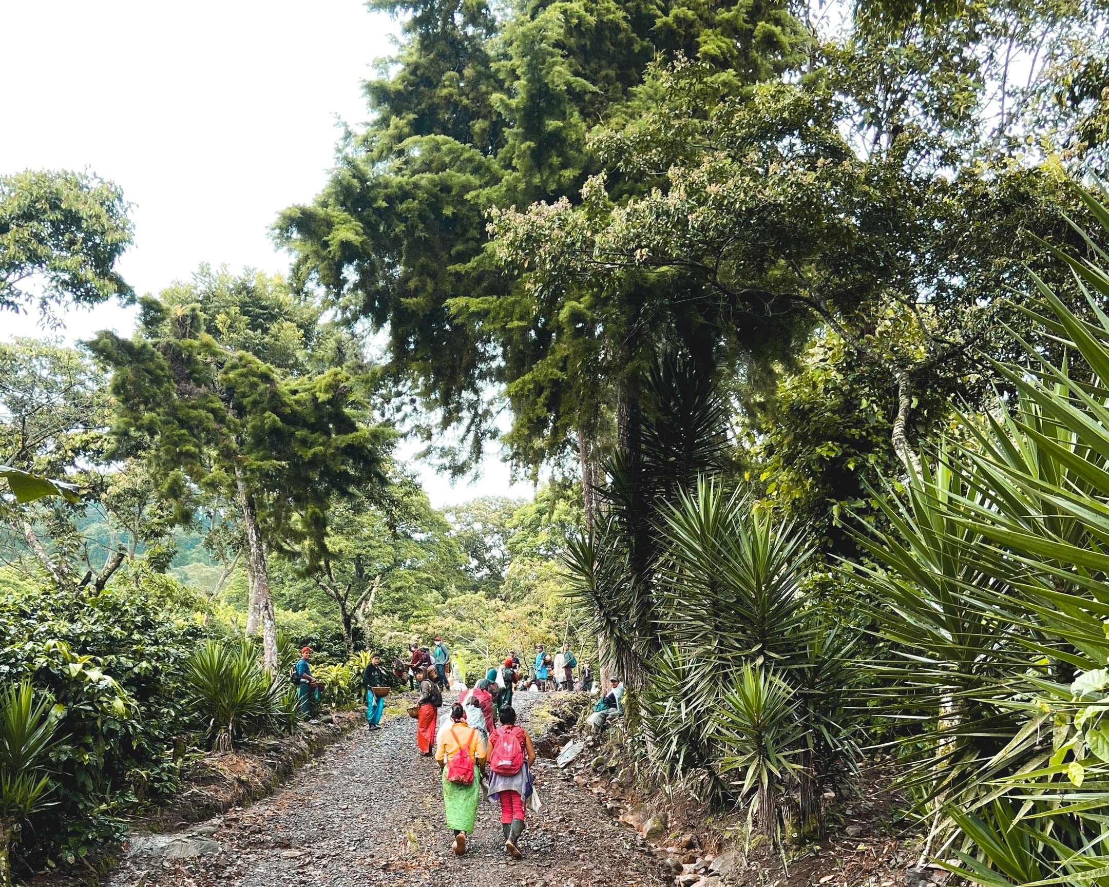 smooth-bold-flavor-whole-beans