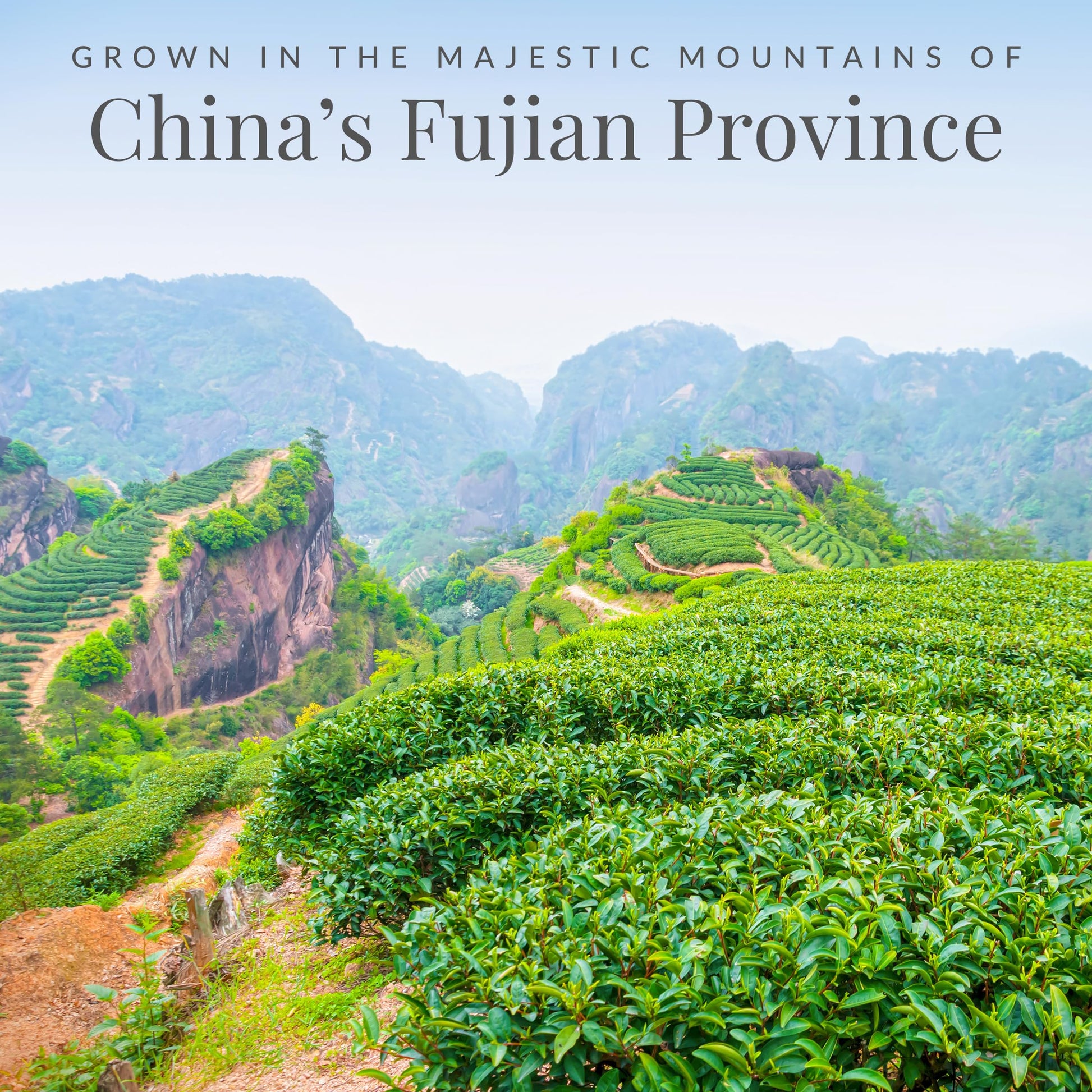 convenient-instant-tea-multi-serve