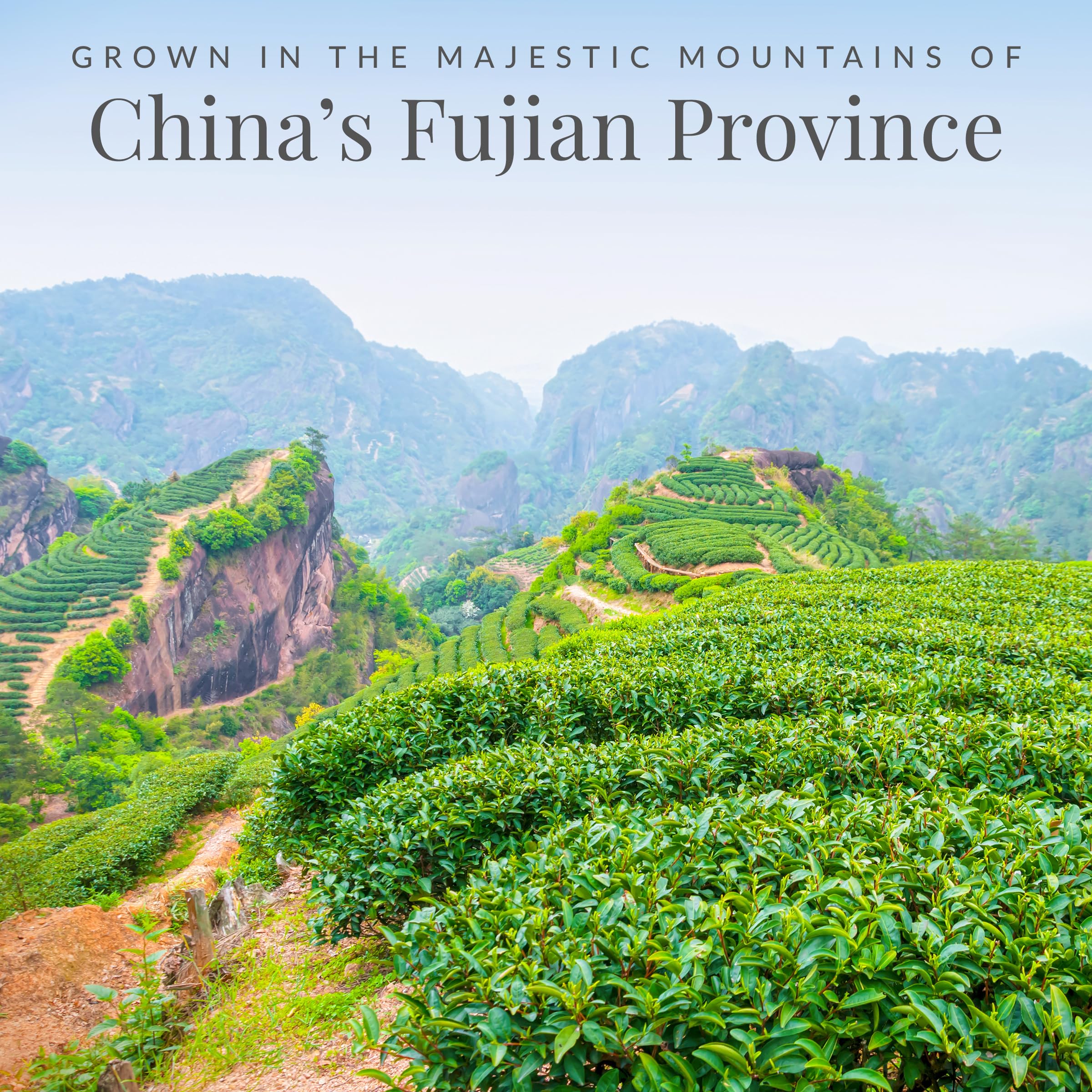 convenient-instant-tea-multi-serve