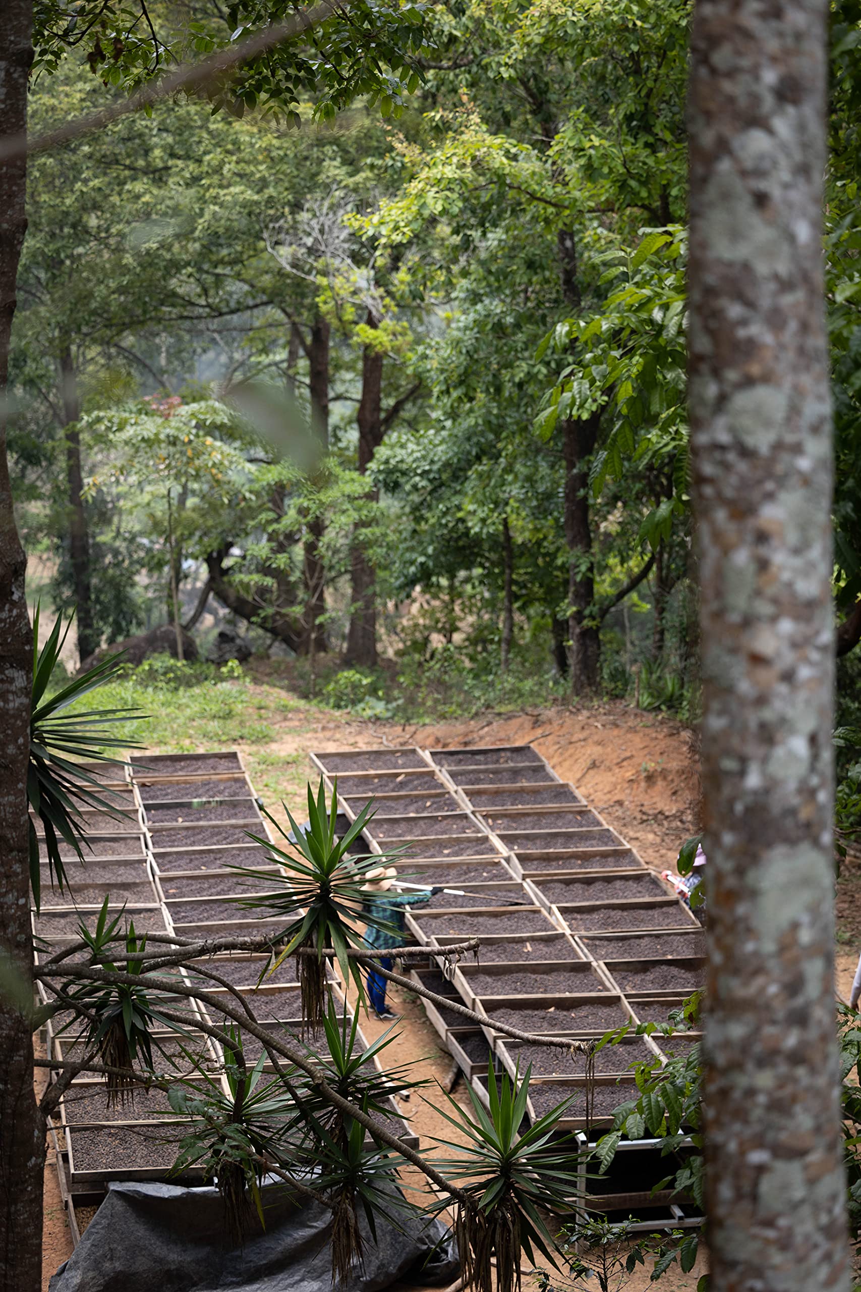 top-rated-whole-beans-onyx-coffee-lab