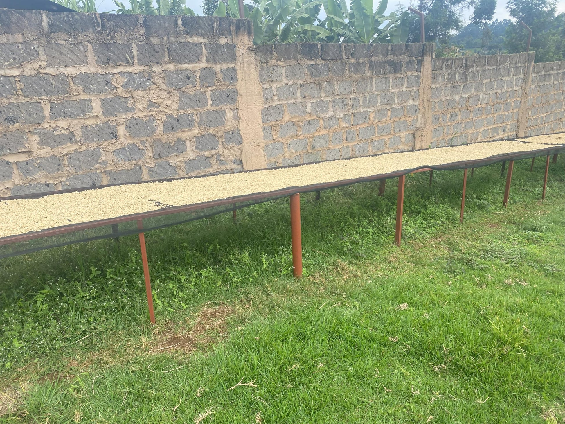 rich-full-bodied-instant-coffee