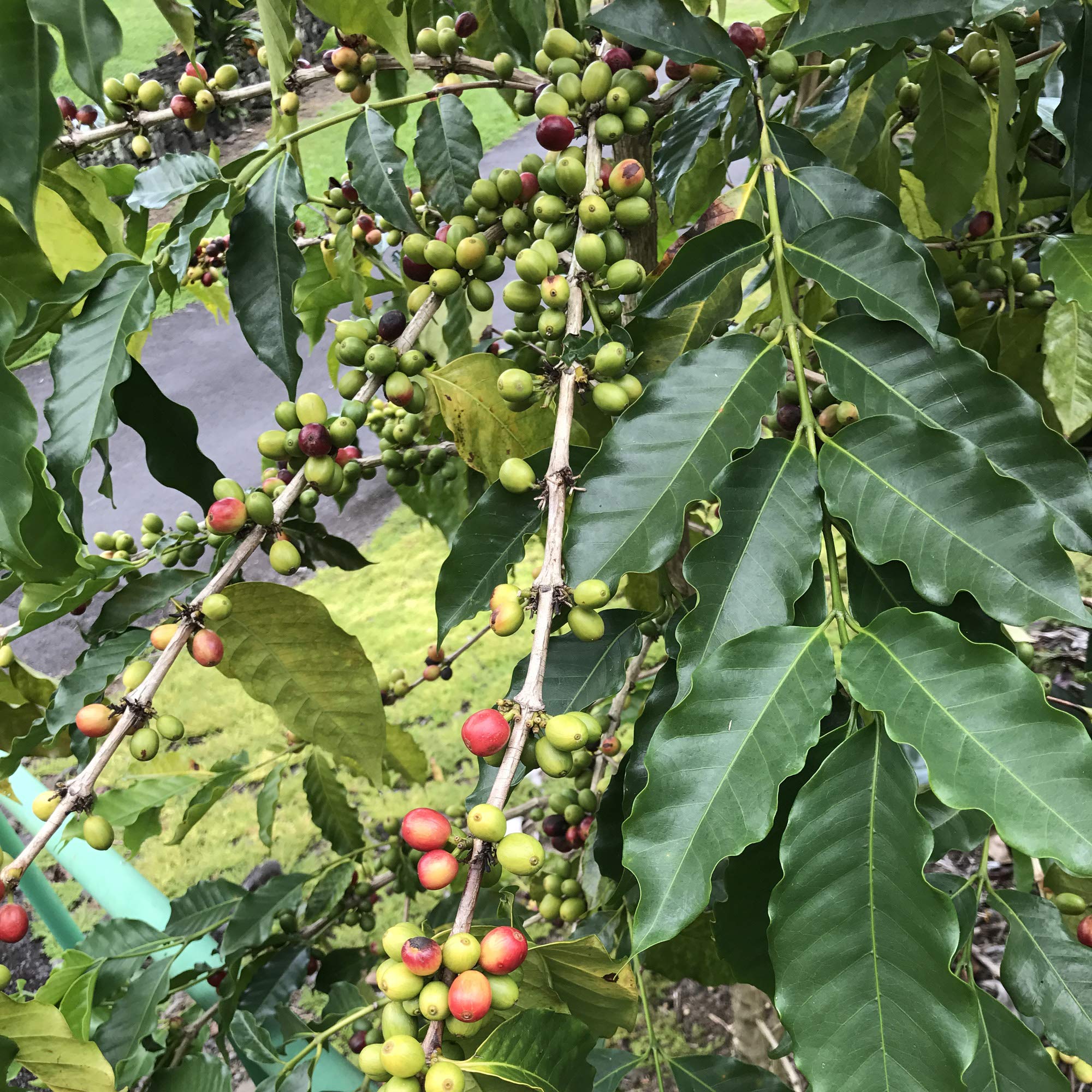 smooth-bold-flavor-whole-beans