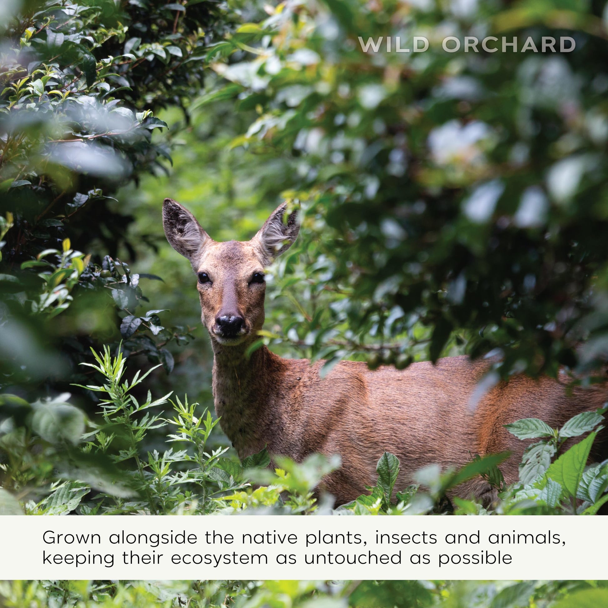 affordable-black-tea