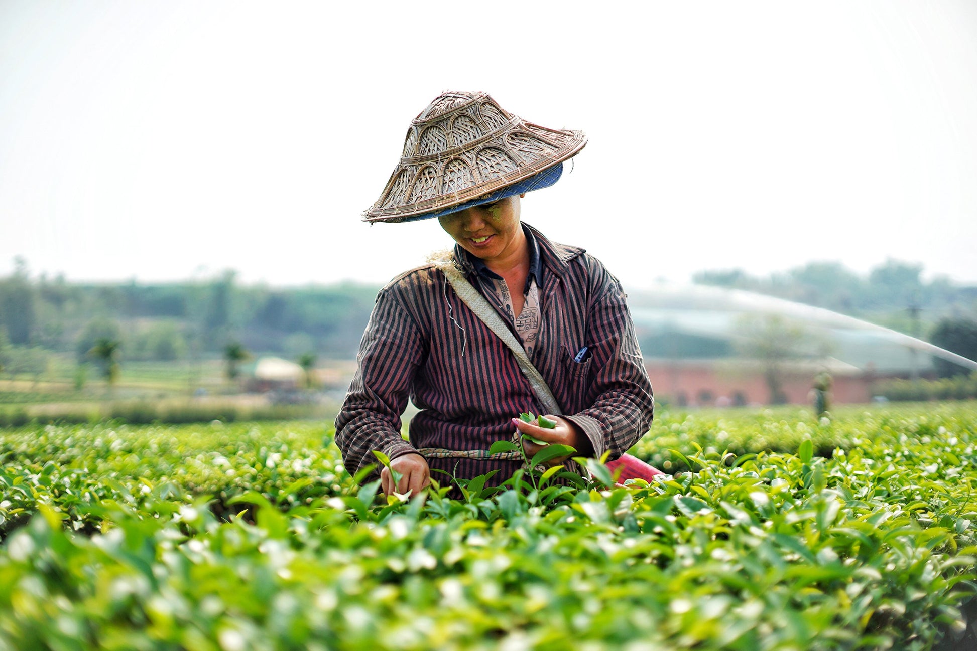 smooth-bold-flavor-black-tea