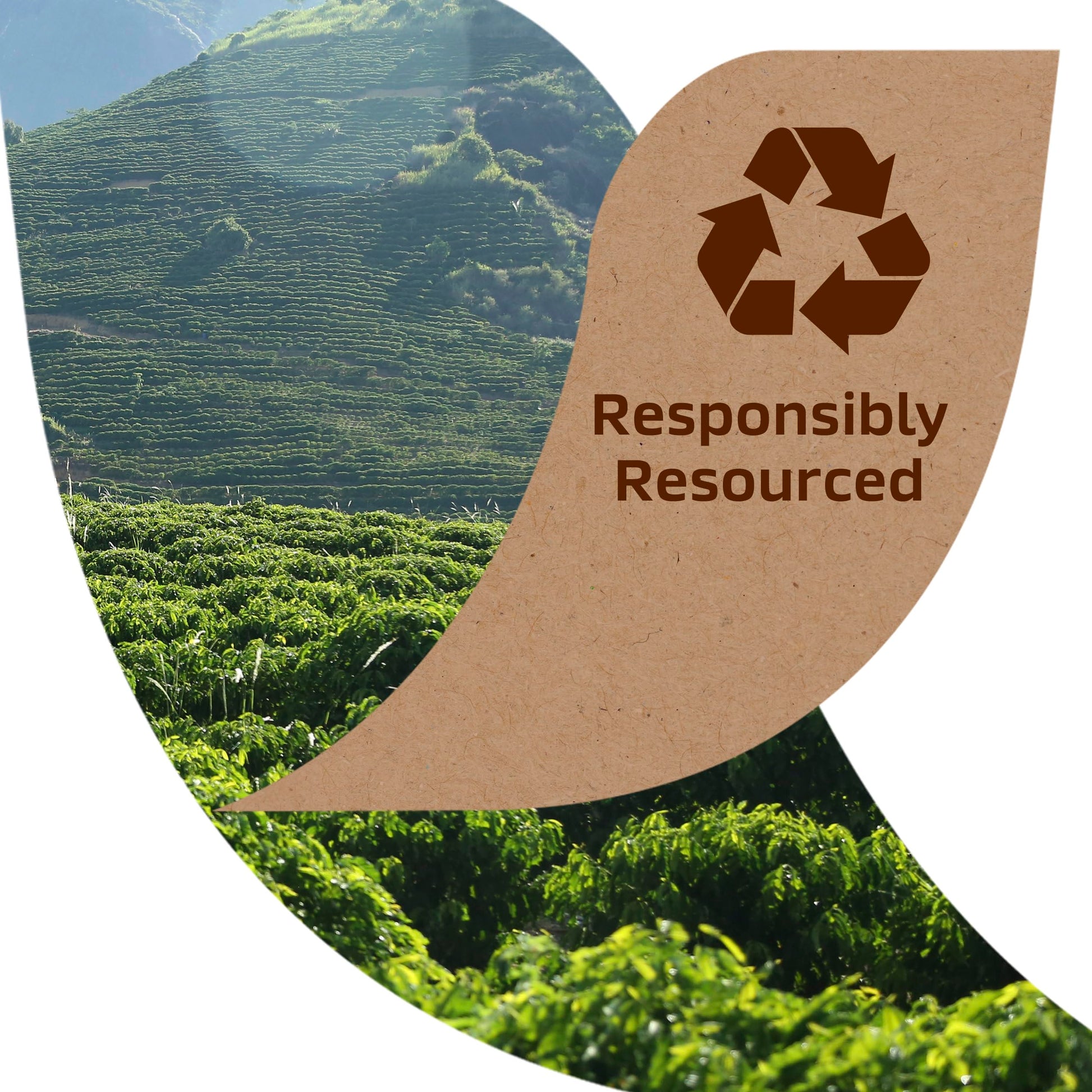 top-rated-decaf-coffee-taster-s-choice