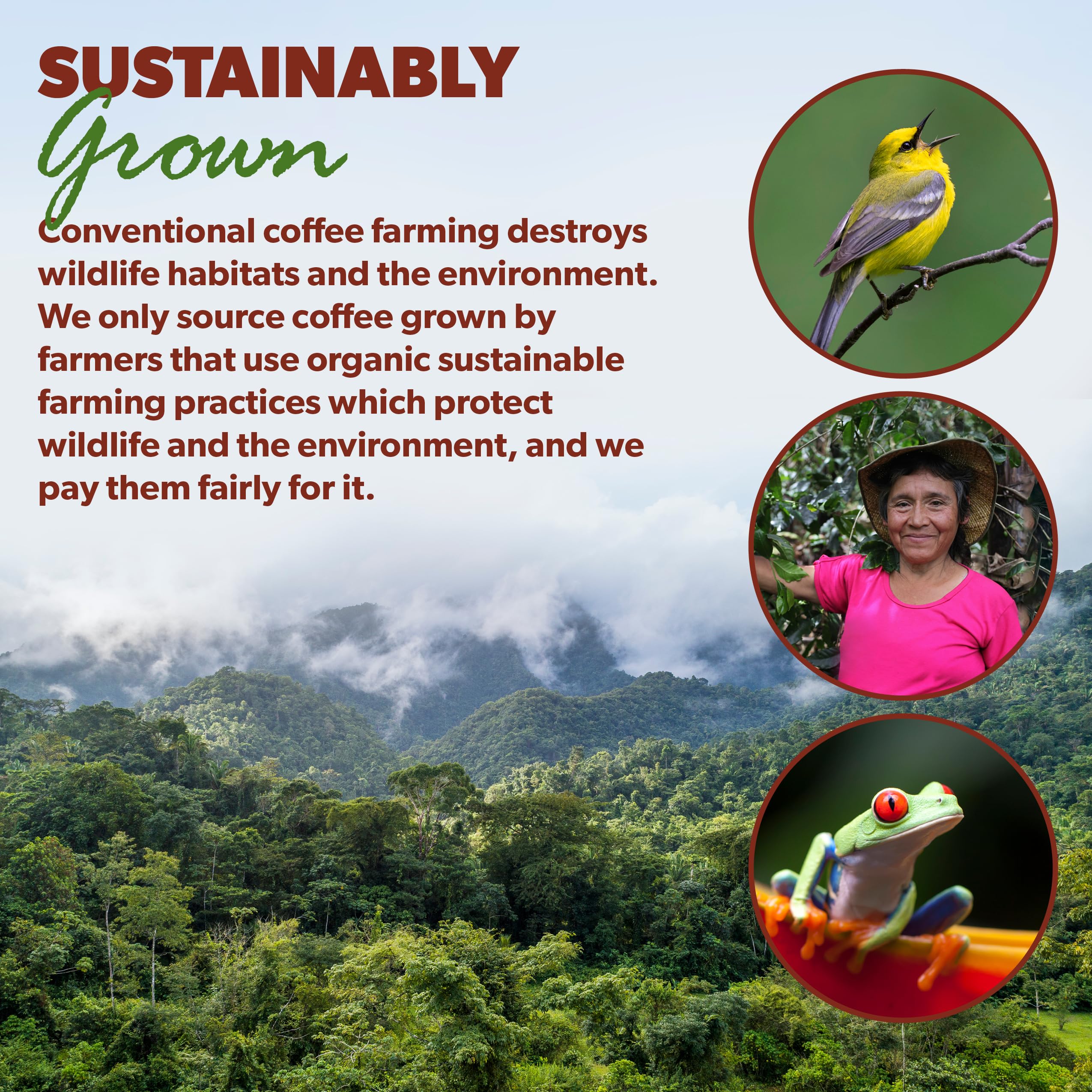 easy-to-brew-whole-beans