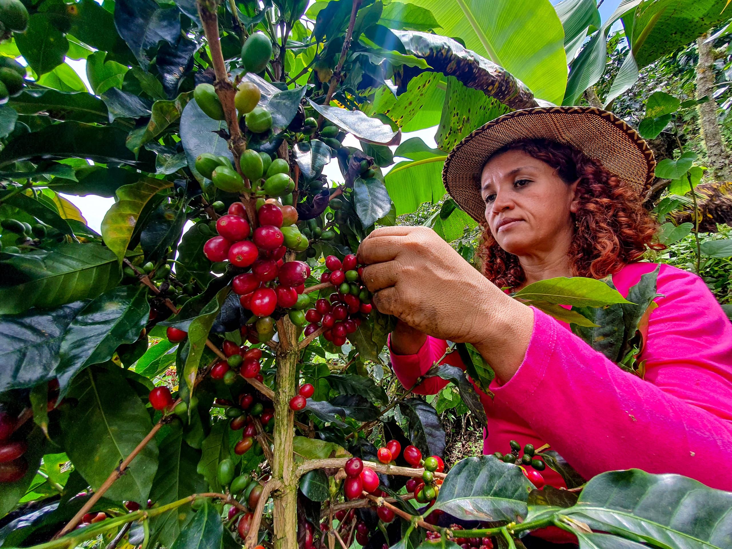 convenient-instant-coffee-multi-serve