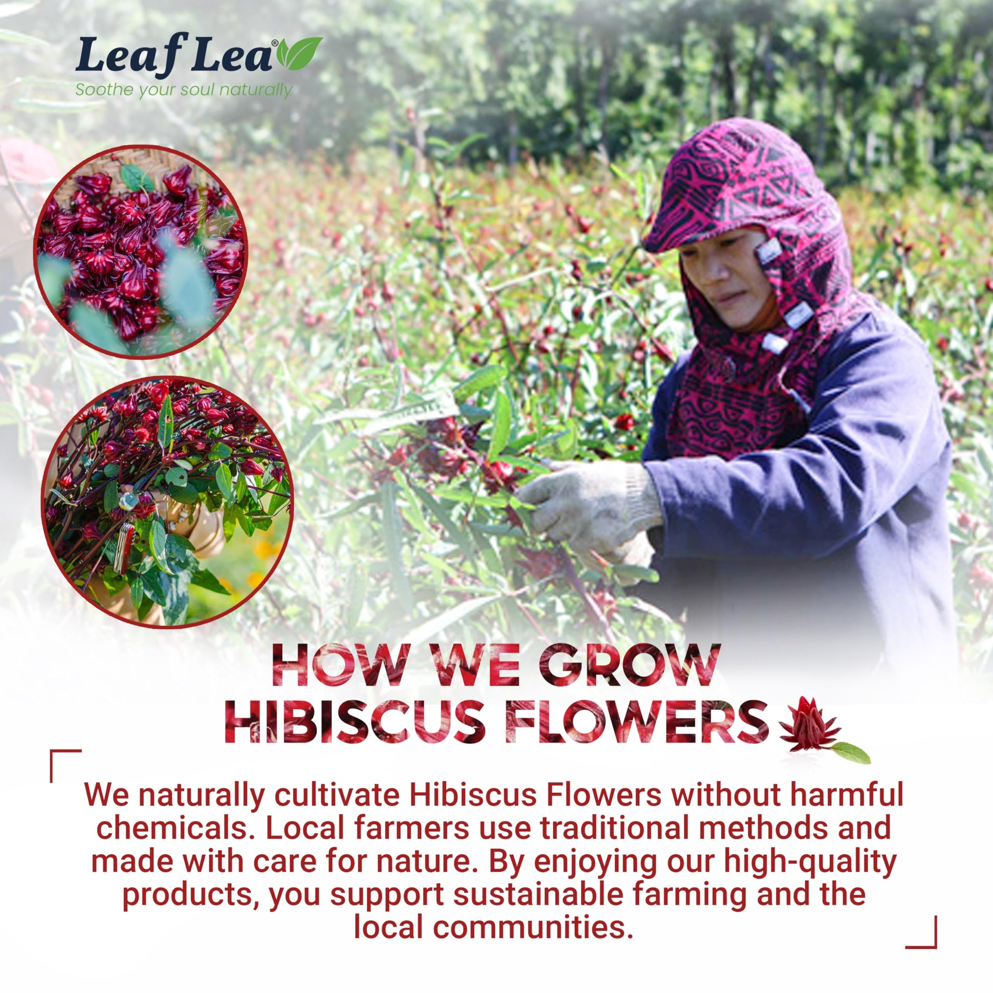 smooth-bold-flavor-instant-tea