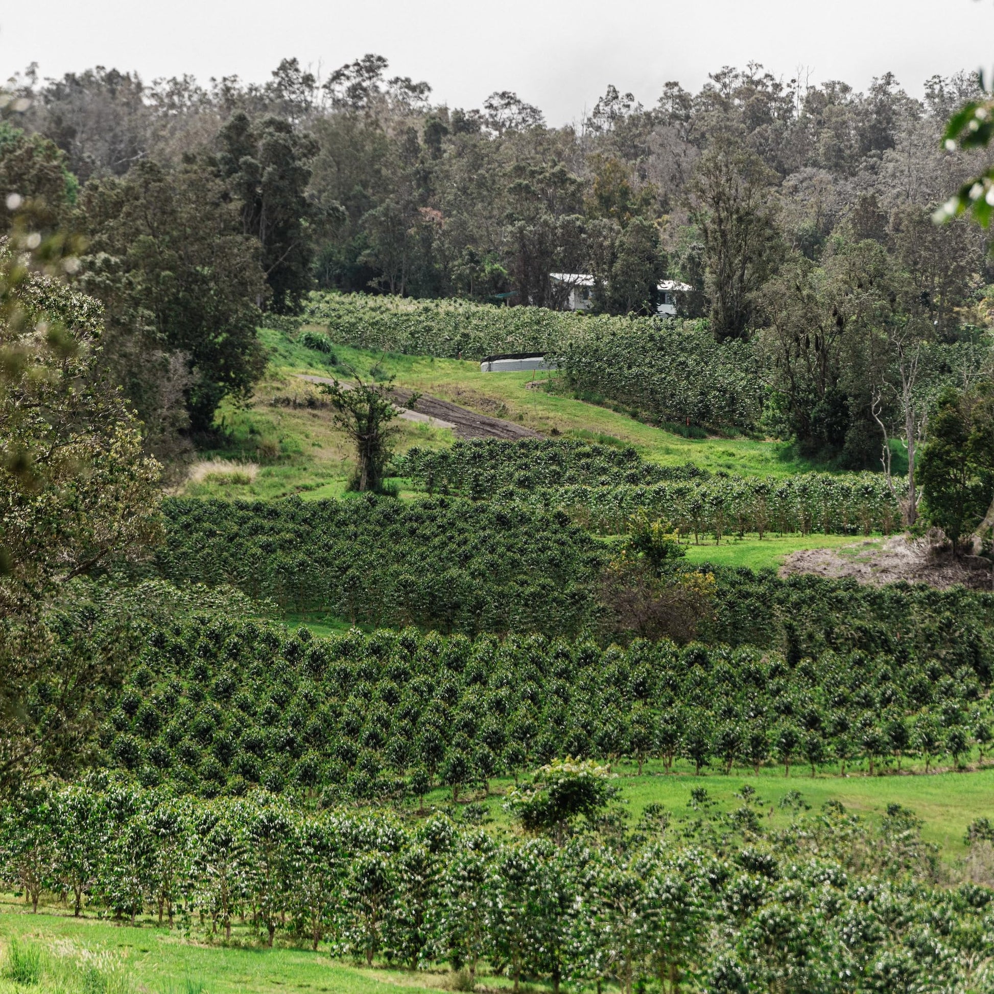 smooth-bold-flavor-instant-coffee
