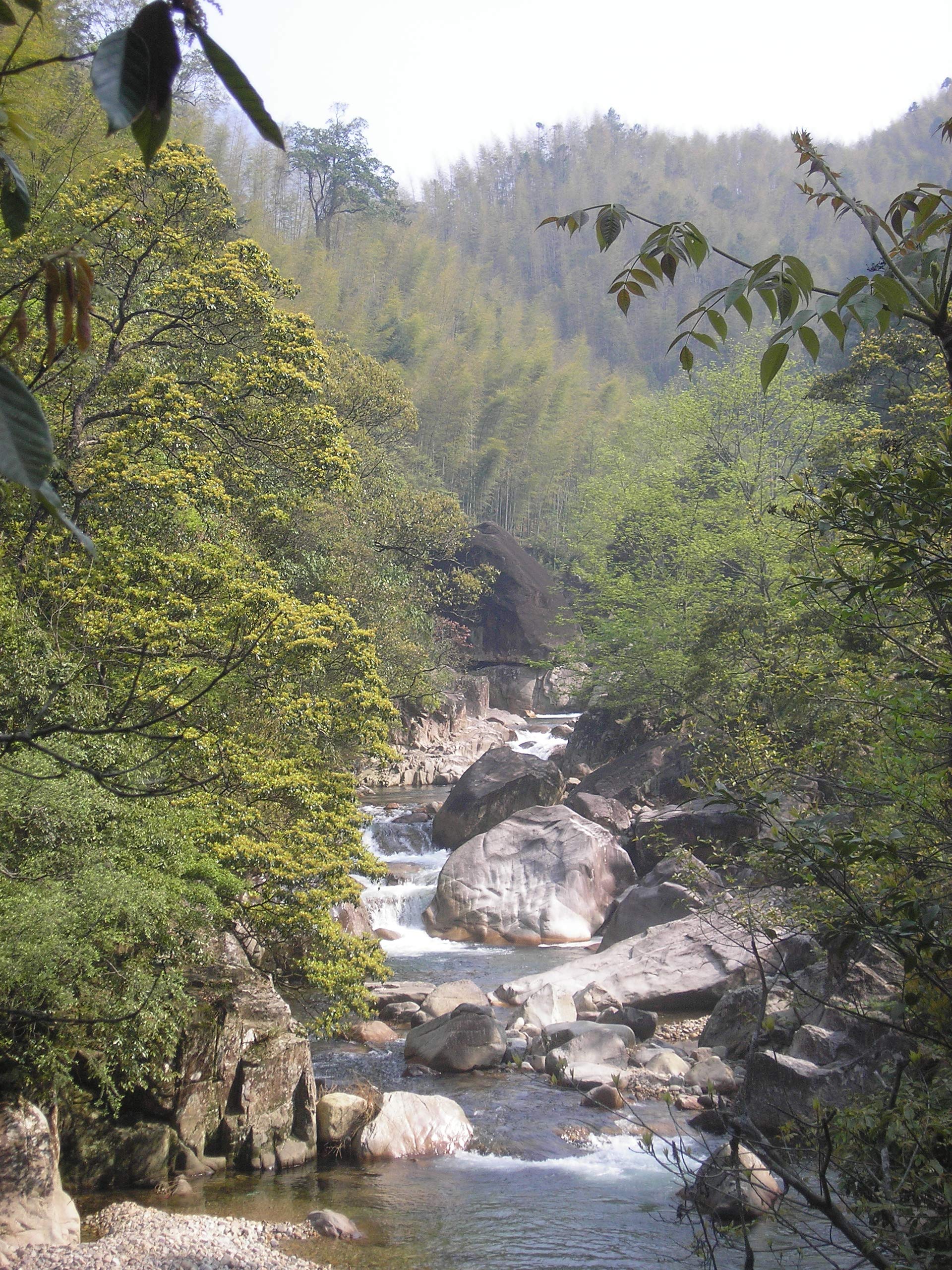 smooth-bold-flavor-instant-tea