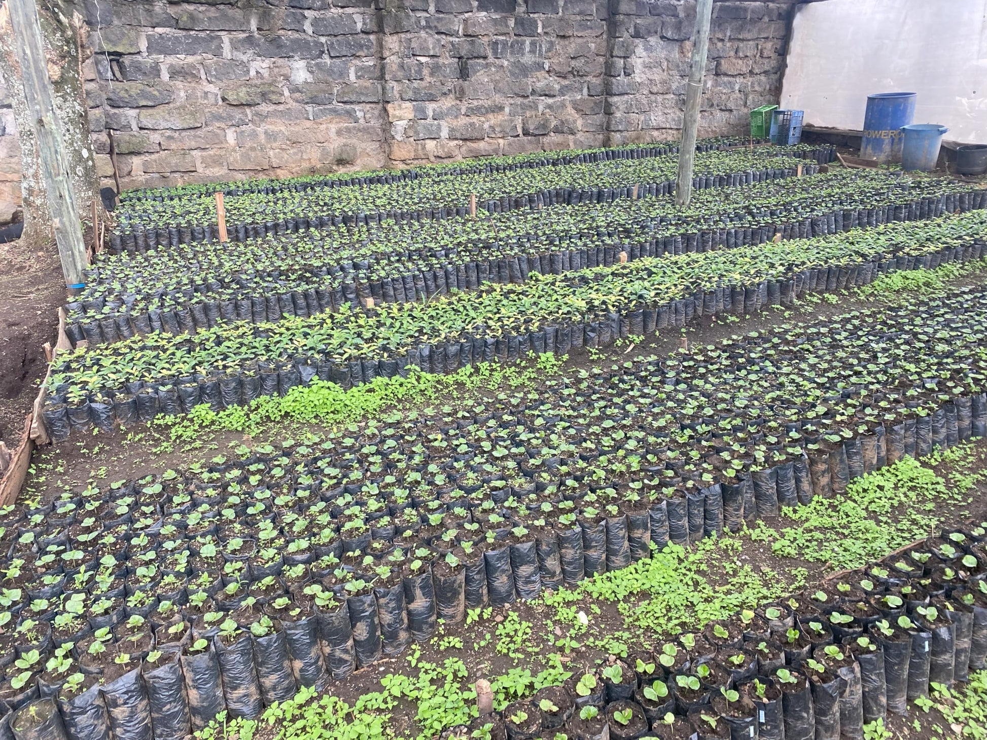 convenient-instant-coffee-multi-serve